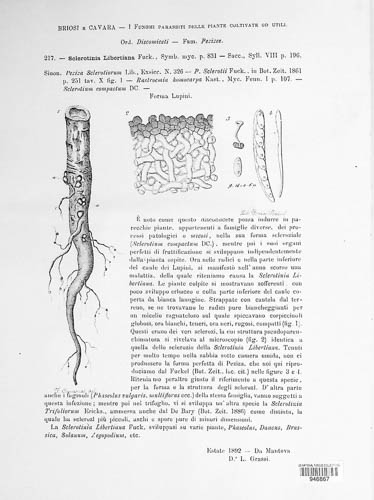 Sclerotinia sclerotiorum image